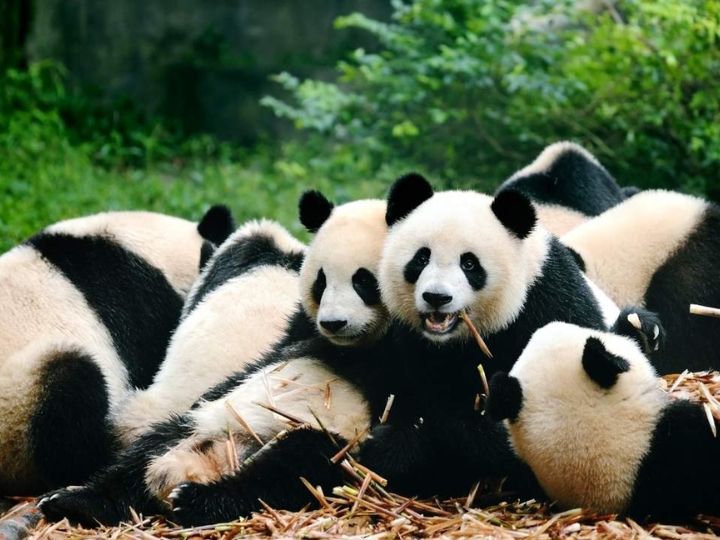du-lich-thanh-do-5-1 Ngắm nhìn vẻ dễ thương của gấu trúc tại khu bảo tồn gấu trúc.